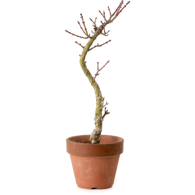 Acer palmatum Shishigashira, 45 cm, ± 10 años, con un nebari de 3 cm