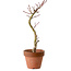 Acer palmatum Shishigashira, 45 cm, ± 10 años, con un nebari de 3 cm
