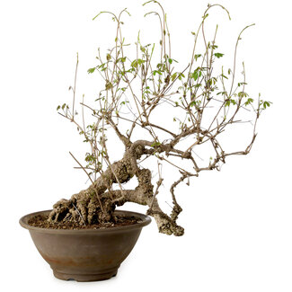 Akebia quinata, 40 cm, ± 15 años