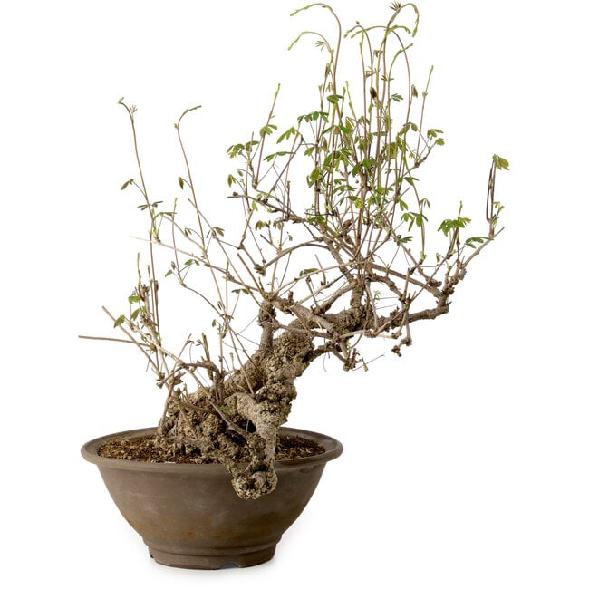 Akebia quinata, 40 cm, ± 15 anni