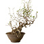 Akebia quinata, 40 cm, ± 15 anni