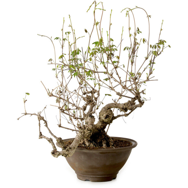 Akebia quinata, 40 cm, ± 15 anni