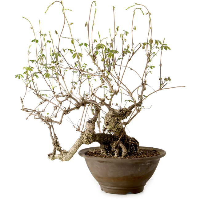 Akebia quinata, 40 cm, ± 15 ans