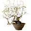 Akebia quinata, 40 cm, ± 15 anni