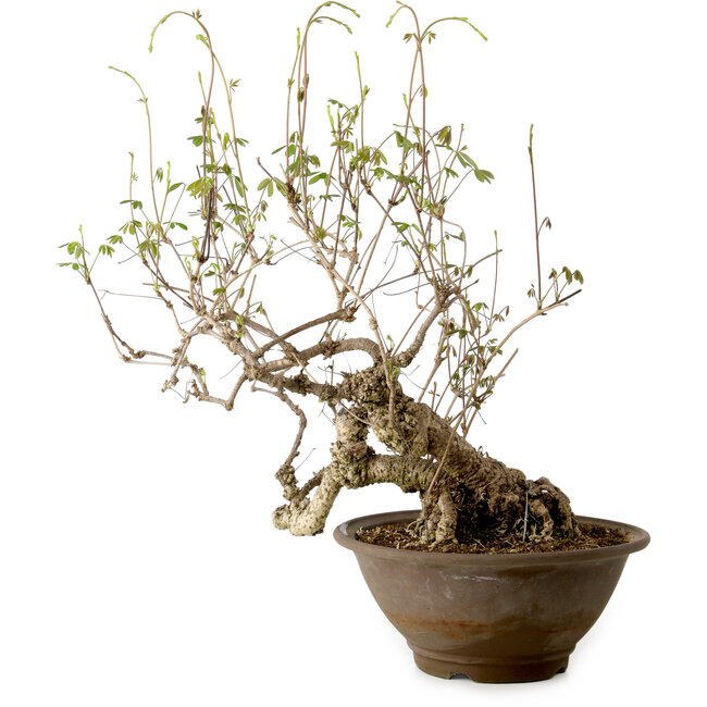 Akebia quinata, 40 cm, ± 15 años