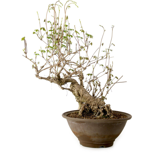 Akebia quinata, 40 cm, ± 15 jaar oud