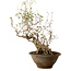 Akebia quinata, 40 cm, ± 15 anni