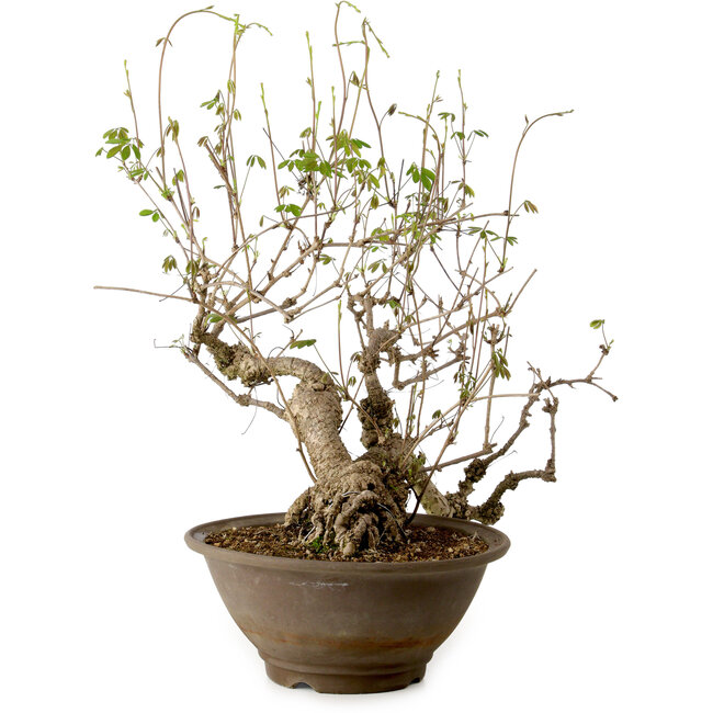 Akebia quinata, 40 cm, ± 15 jaar oud