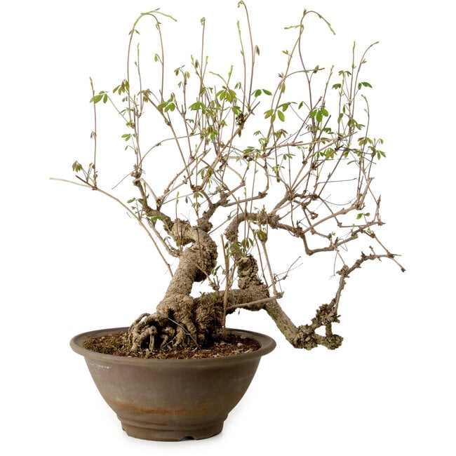 Akebia quinata, 40 cm, ± 15 anni