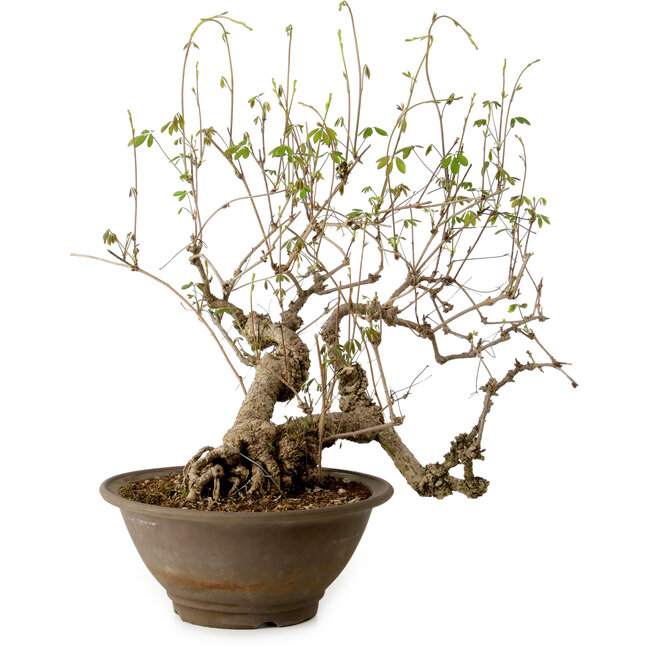 Akebia quinata, 40 cm, ± 15 años