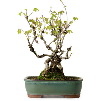 Akebia quinata, 29 cm, ± 15 ans