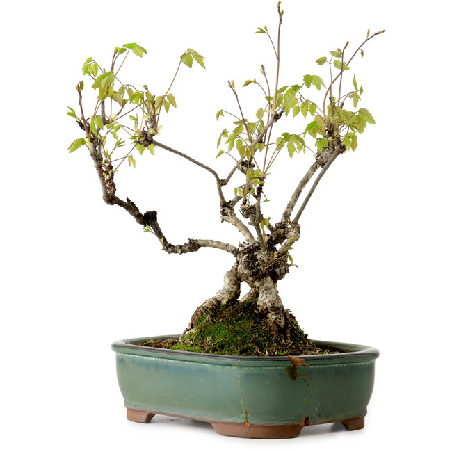 Akebia quinata, 29 cm, ± 15 anni, in vaso con una scheggiatura sul bordo