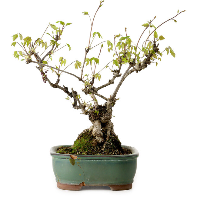 Akebia quinata, 29 cm, ca. 15 Jahre alt, in einem Topf mit einer kleinen Absplitterung am Rand