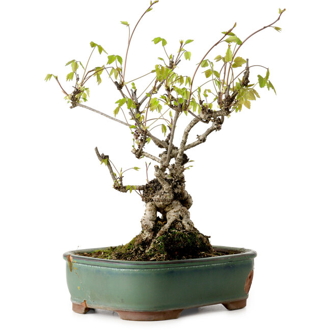 Akebia quinata, 29 cm, ca. 15 Jahre alt, in einem Topf mit einer kleinen Absplitterung am Rand