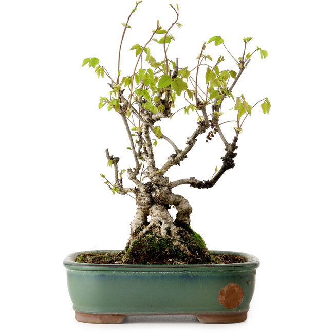 Akebia quinata, 29 cm, environ 15 ans, dans un pot dont le bord est ébréché.