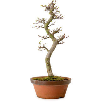 Acer palmatum Shishigashira, 42 cm, ± 10 years old