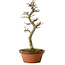 Acer palmatum Shishigashira, 42 cm, ± 10 years old, with a nebari of 5 cm