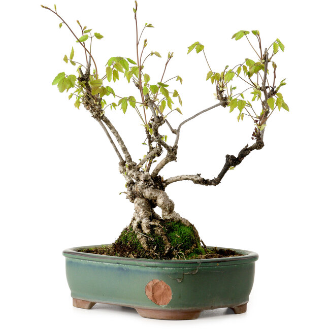 Akebia quinata, 29 cm, ca. 15 Jahre alt, in einem Topf mit einer kleinen Absplitterung am Rand