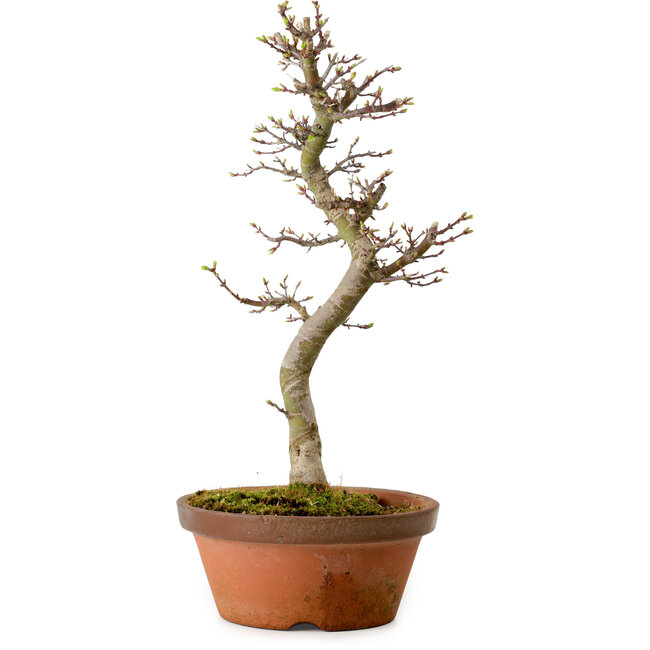 Acer palmatum Shishigashira, 42 cm, ± 10 years old, with a nebari of 5 cm