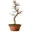 Acer palmatum Shishigashira, 42 cm, ± 10 years old, with a nebari of 5 cm