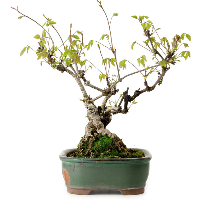 Akebia quinata, 29 cm, ca. 15 Jahre alt, in einem Topf mit einer kleinen Absplitterung am Rand