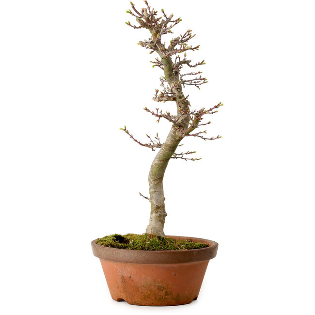 Acer palmatum Shishigashira, 42 cm, ± 10 anni, con nebari di 5 cm