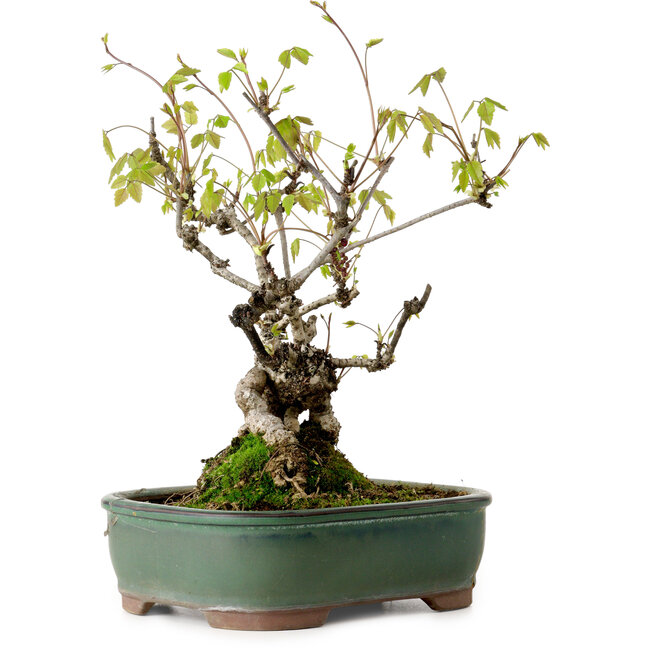 Akebia quinata, 29 cm, ca. 15 Jahre alt, in einem Topf mit einer kleinen Absplitterung am Rand