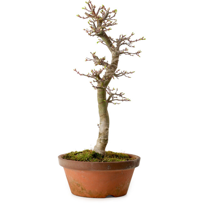 Acer palmatum Shishigashira, 42 cm, ± 10 anni, con nebari di 5 cm