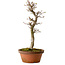 Acer palmatum Shishigashira, 42 cm, ± 10 ans, avec un nebari de 5 cm