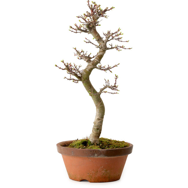 Acer palmatum Shishigashira, 42 cm, ± 10 years old, with a nebari of 5 cm