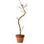 Acer palmatum Shishigashira, 45 cm, ± 10 Jahre alt, mit einem Wurzelhals von 3 cm