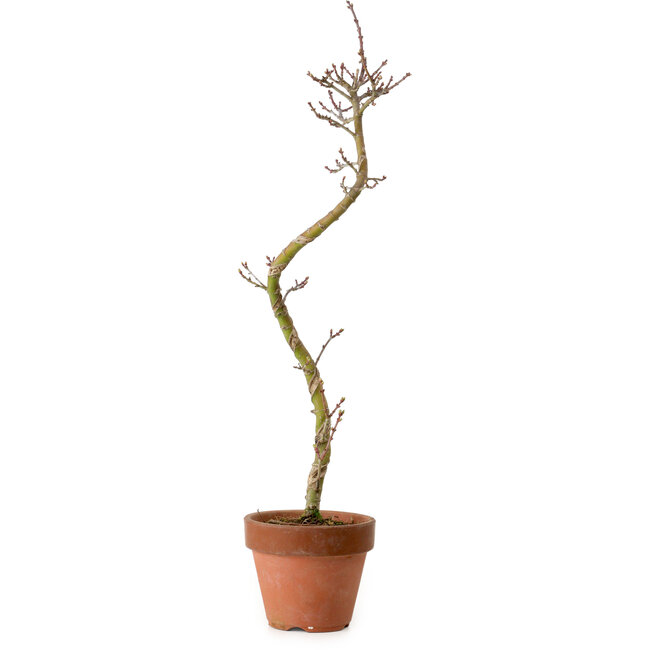 Acer palmatum Shishigashira, 45 cm, ± 10 Jahre alt, mit einem Wurzelhals von 3 cm