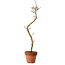 Acer palmatum Shishigashira, 45 cm, ± 10 years old, with a nebari of 3 cm