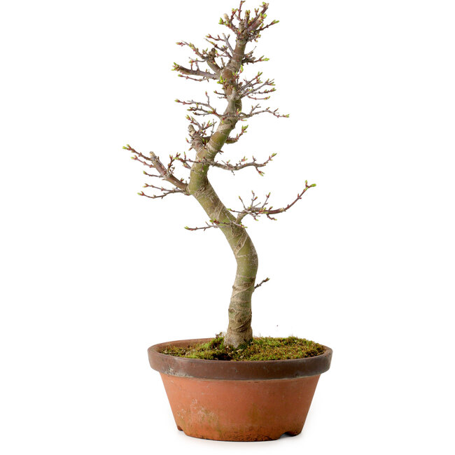 Acer palmatum Shishigashira, 42 cm, ± 10 years old, with a nebari of 5 cm
