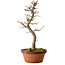 Acer palmatum Shishigashira, 42 cm, ± 10 ans, avec un nebari de 5 cm
