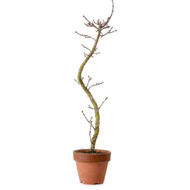 Acer palmatum Shishigashira, 45 cm, ± 10 Jahre alt, mit einem Wurzelhals von 3 cm