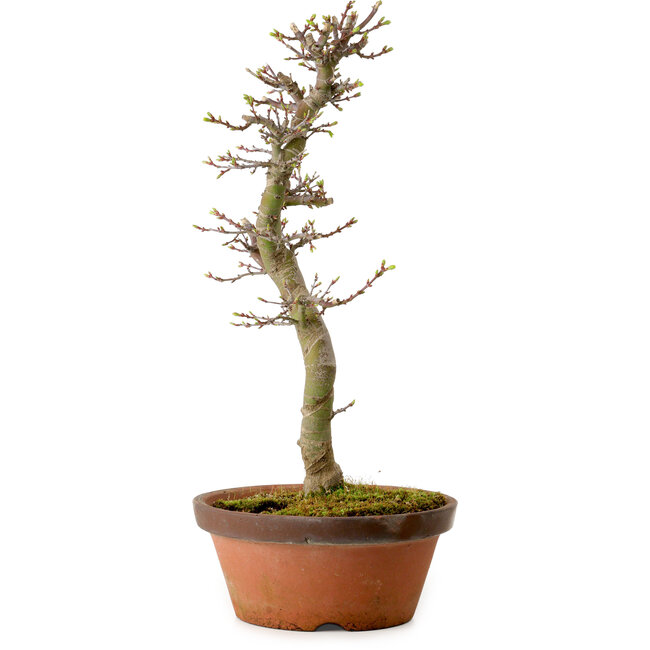 Acer palmatum Shishigashira, 42 cm, ± 10 ans, avec un nebari de 5 cm
