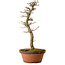 Acer palmatum Shishigashira, 42 cm, ± 10 years old, with a nebari of 5 cm