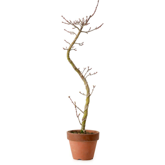 Acer palmatum Shishigashira, 45 cm, ± 10 jaar oud, met een nebari van 3 cm