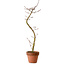 Acer palmatum Shishigashira, 45 cm, ± 10 years old, with a nebari of 3 cm