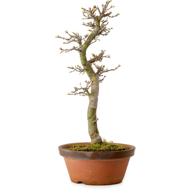 Acer palmatum Shishigashira, 42 cm, ± 10 ans, avec un nebari de 5 cm