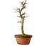 Acer palmatum Shishigashira, 42 cm, ± 10 anni, con nebari di 5 cm