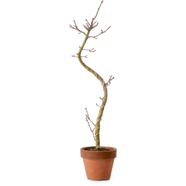 Acer palmatum Shishigashira, 45 cm, ± 10 years old, with a nebari of 3 cm