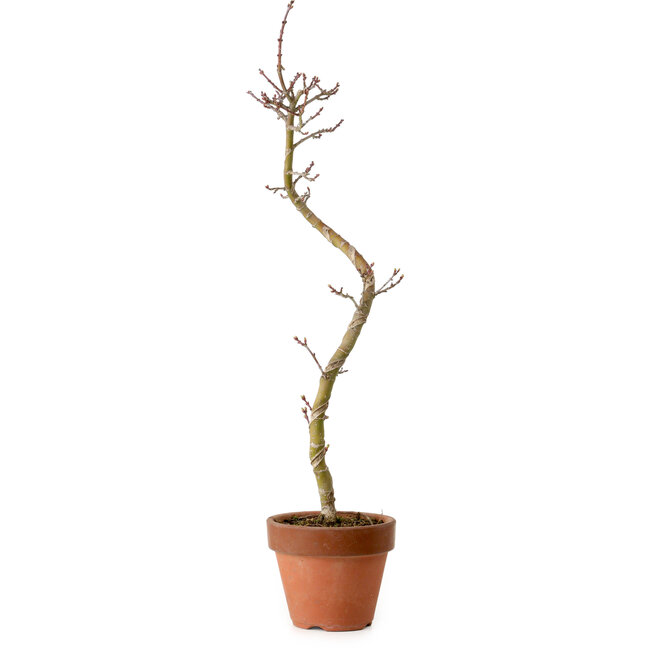 Acer palmatum Shishigashira, 45 cm, ± 10 anni, con nebari di 3 cm