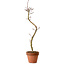 Acer palmatum Shishigashira, 45 cm, ± 10 years old, with a nebari of 3 cm