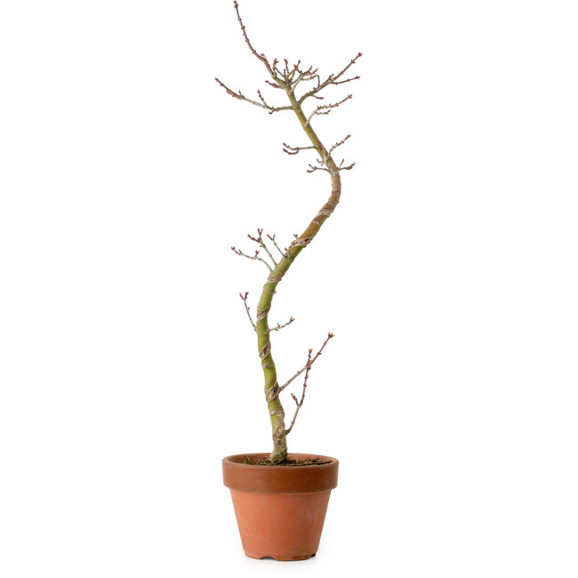 Acer palmatum Shishigashira, 45 cm, ± 10 jaar oud, met een nebari van 3 cm