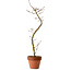 Acer palmatum Shishigashira, 45 cm, ± 10 jaar oud, met een nebari van 3 cm