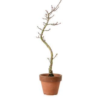 Acer palmatum Shishigashira, 45 cm, ± 10 years old