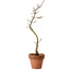 Acer palmatum Shishigashira, 45 cm, ± 10 ans, avec un nebari de 3 cm