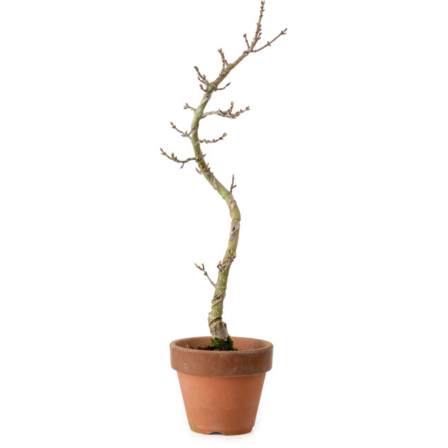 Acer palmatum Shishigashira, 45 cm, ± 10 years old, with a nebari of 3 cm